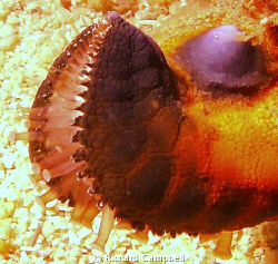 kiss of death--SEALIFE DC1000.. by Richard Campbell 